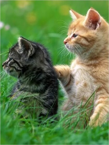 《黑猫白猫》
